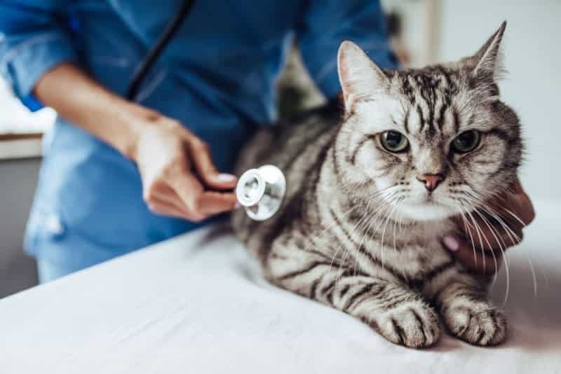 The Discovery That Changed Everything We Know About Cats