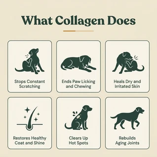 HappyWags Liquid Collagen