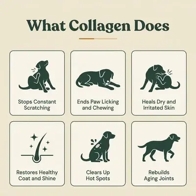 HappyWags™ Liquid Collagen