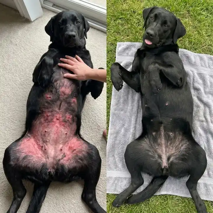 Review by Ethan